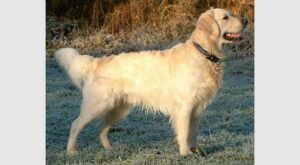 Golden retriever adulte debout dans un pré, exemple type de la race
