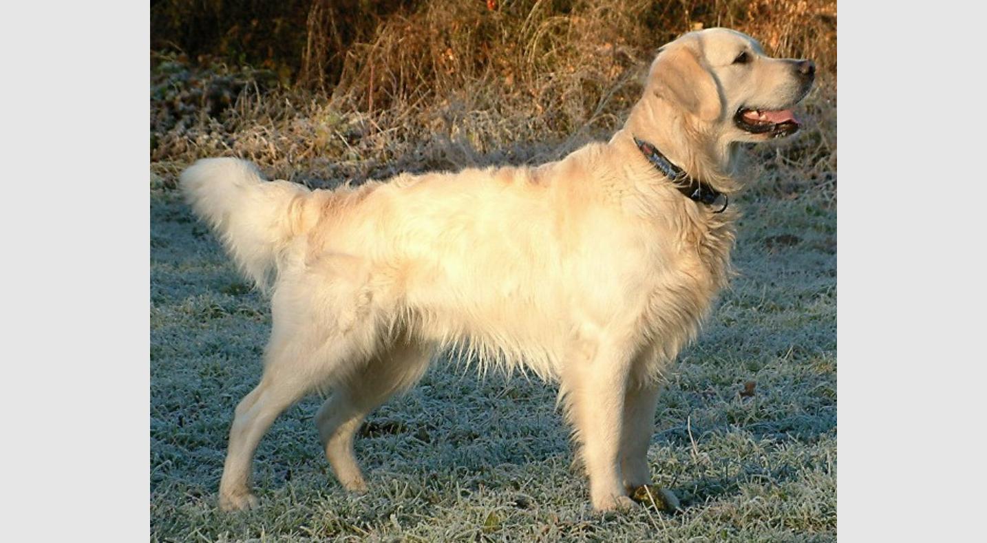 Golden retriever adulte debout dans un pré, exemple type de la race
