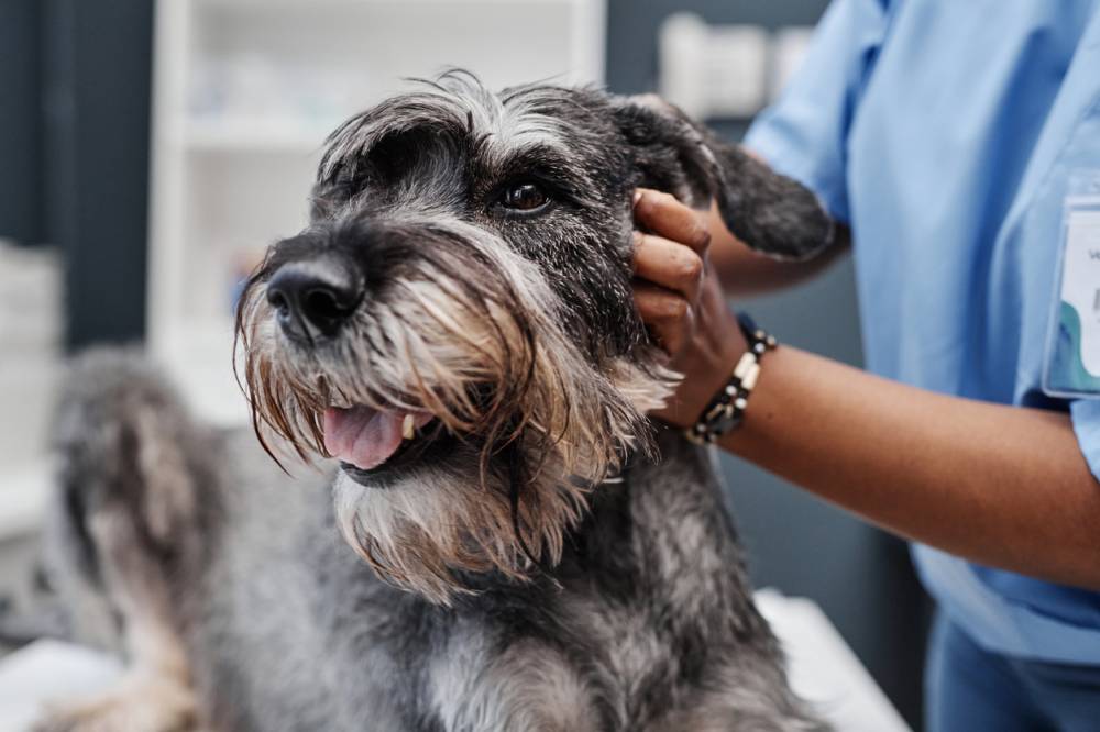 urgence vétérinaire chien malade